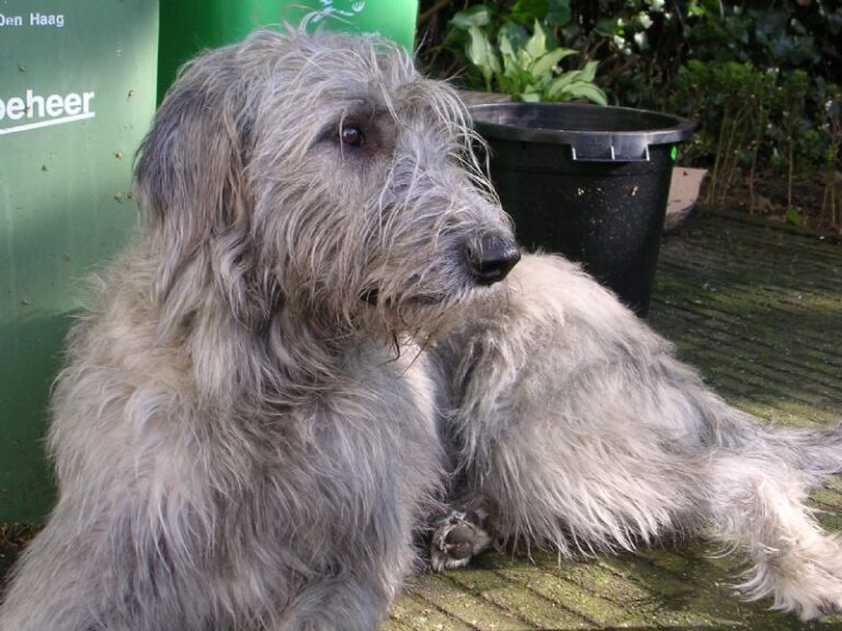 Irsk Ulvehund