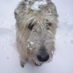 Irsk Ulvehund