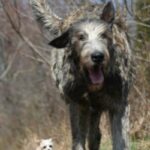 Irsk Ulvehund