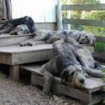 Irsk Ulvehund