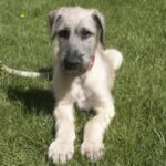 Irsk Ulvehund