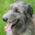 Irsk Ulvehund