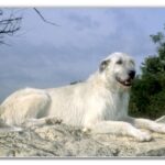 Irsk Ulvehund