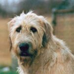 Irsk Ulvehund