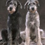 Irsk Ulvehund