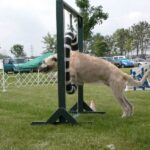 Irsk Ulvehund