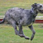 Irsk Ulvehund