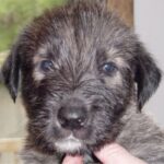 Irsk Ulvehund