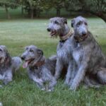 Irsk Ulvehund