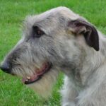 Irsk Ulvehund