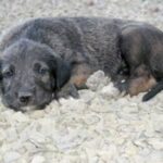 Irsk Ulvehund