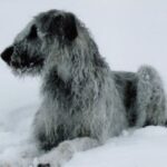 Irsk Ulvehund