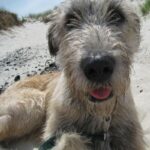 Irsk Ulvehund