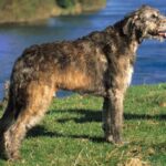 Irsk Ulvehund