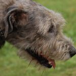Irsk Ulvehund