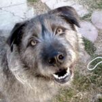 Irsk Ulvehund