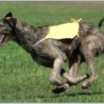 Irsk Ulvehund