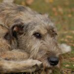 Irsk Ulvehund
