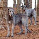 Irsk Ulvehund