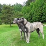 Irsk Ulvehund
