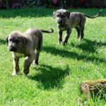 Irsk Ulvehund