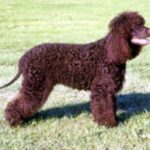 Irsk Vannspaniel