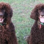 Irsk Vannspaniel