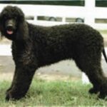Irsk Vannspaniel