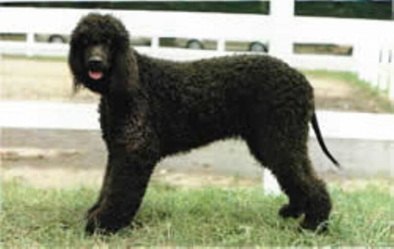Irsk Vannspaniel