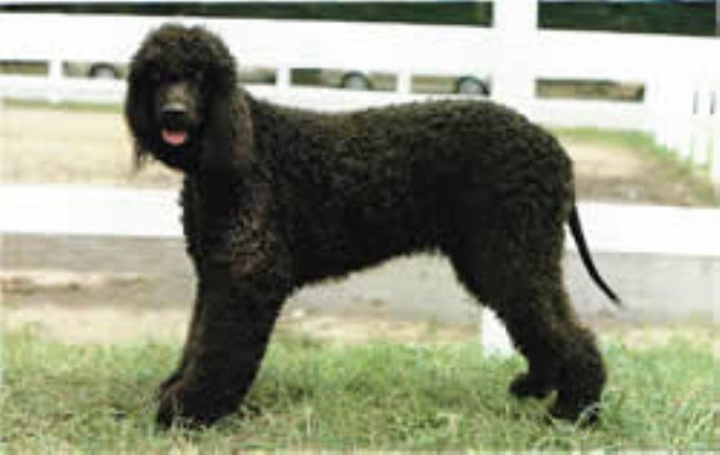 Irsk Vannspaniel