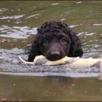 Irsk Vannspaniel