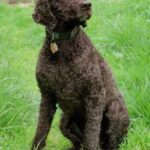 Irsk Vannspaniel