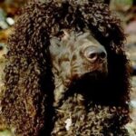 Irsk Vannspaniel