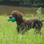 Irsk Vannspaniel