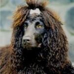 Irsk Vannspaniel