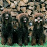 Irsk Vannspaniel