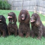 Irsk Vannspaniel