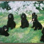 Irsk Vannspaniel