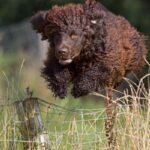 Irsk Vannspaniel