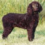 Irsk Vannspaniel