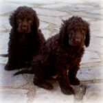 Irsk Vannspaniel