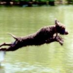 Irsk Vannspaniel