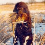 Irsk Vannspaniel