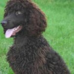 Irsk Vannspaniel