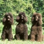Irsk Vannspaniel