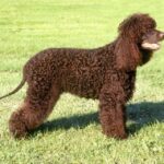 Irsk Vannspaniel