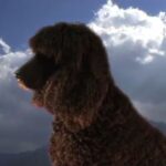 Irsk Vannspaniel