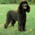 Irsk Vannspaniel