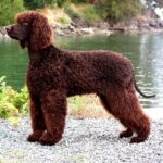 Irsk Vannspaniel