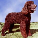 Irsk Vannspaniel